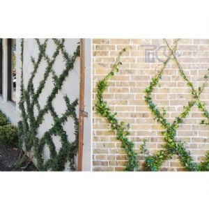 TIG啟思工業 植物攀爬鋼索配件 植生網/鋼索/鋼索網/不銹鋼鋼索配件/攀爬網/